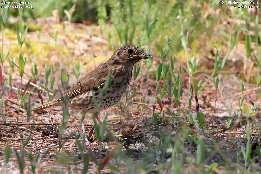 Song Thrushjuvenile, identification, habitat, Behaviour