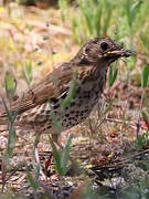 Song Thrush