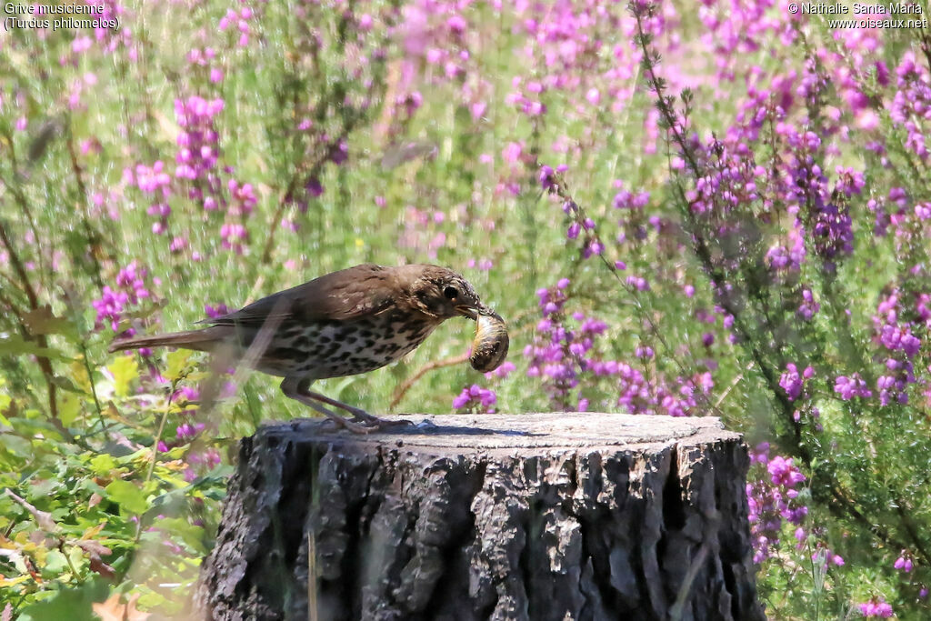 Grive musiciennejuvénile, identification, habitat, régime, mange, Comportement