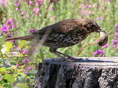 Song Thrush