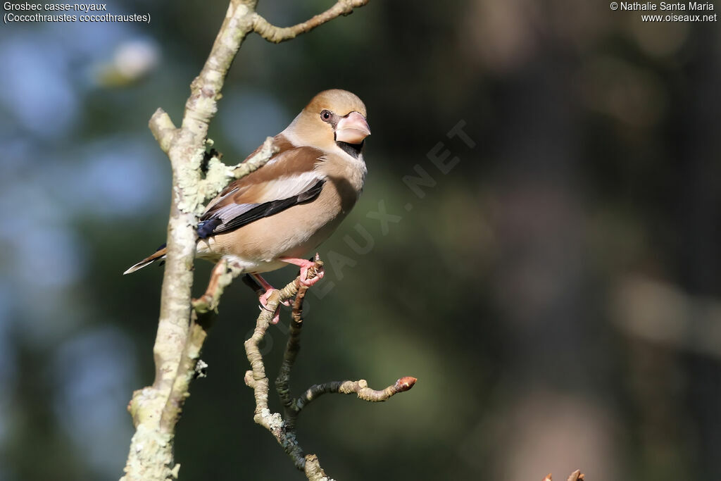 Hawfinch female adult, identification