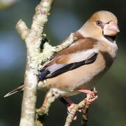 Hawfinch