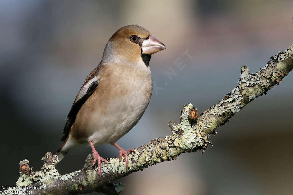 Hawfinch female adult, identification