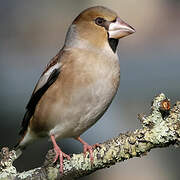 Hawfinch