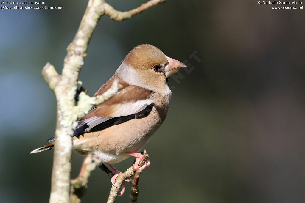 Grosbec casse-noyaux femelle adulte, identification