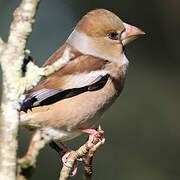 Hawfinch