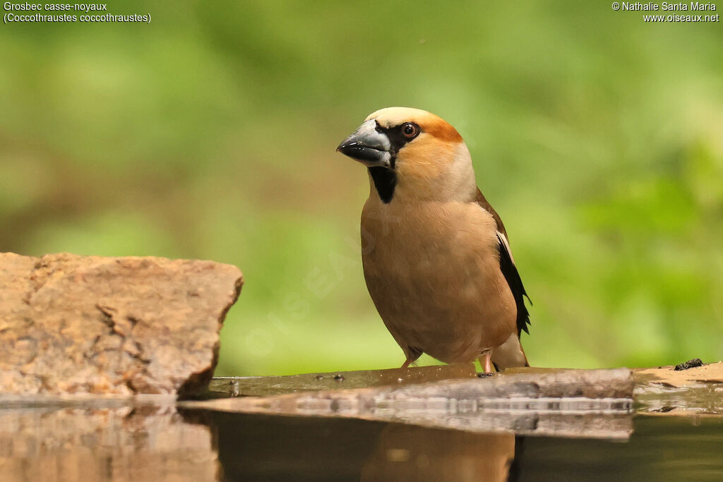 Hawfinch male, adult, breeding, identification