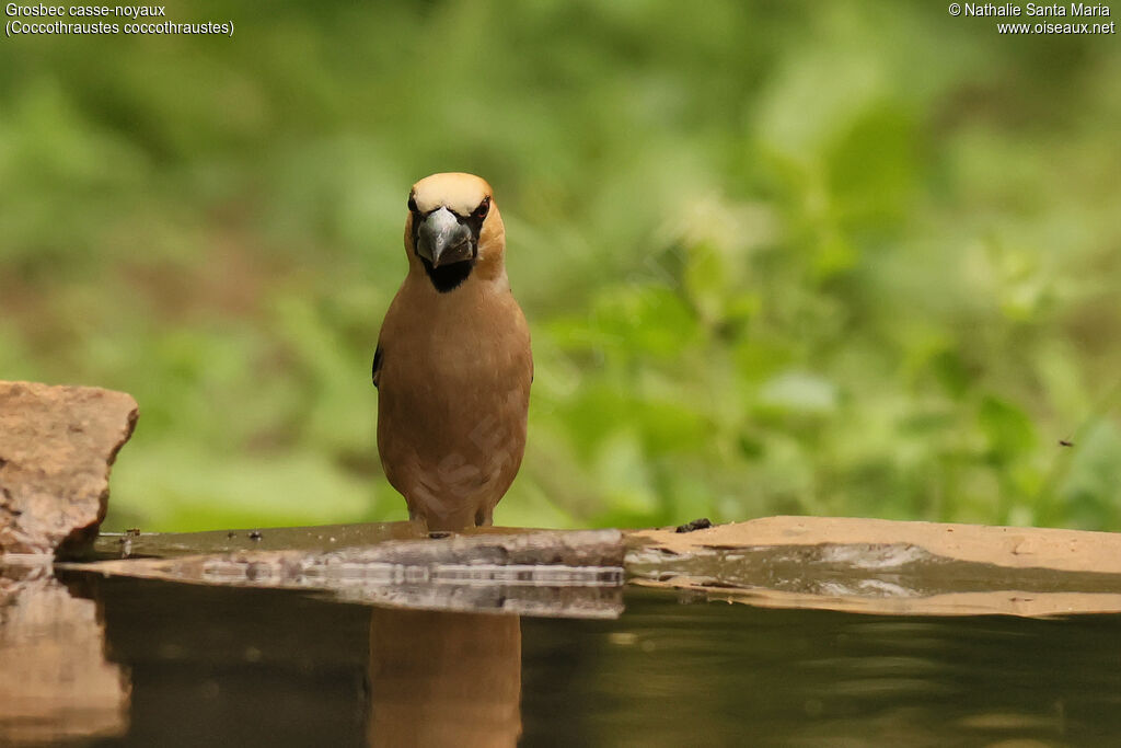 Hawfinch male, adult, breeding, identification
