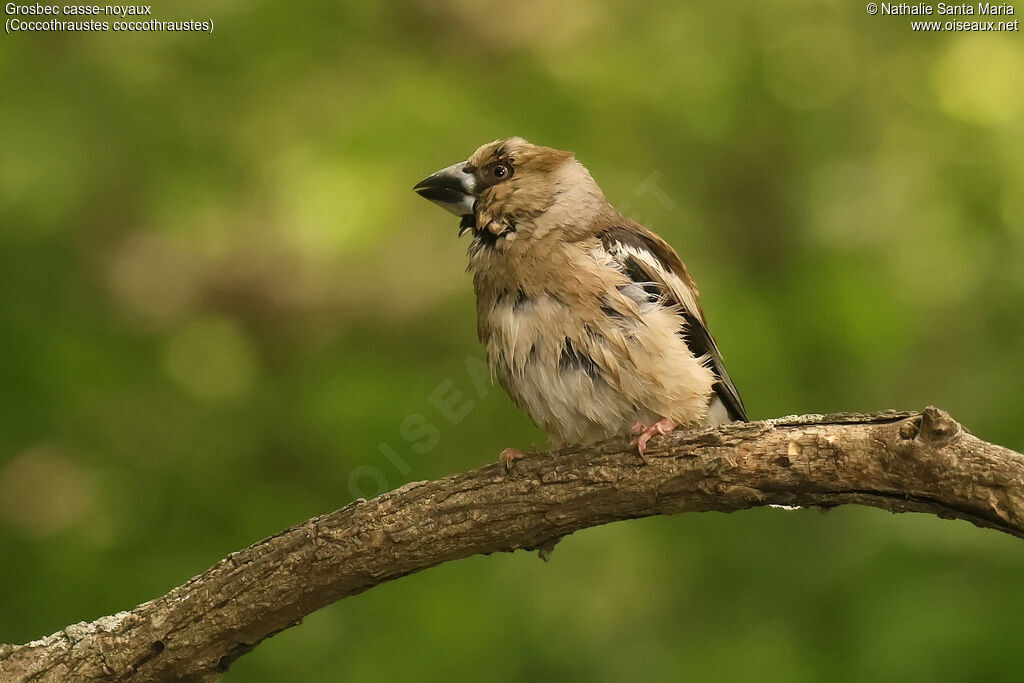 Hawfinch male, adult, breeding, identification, care