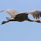 Grue brolga