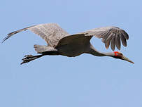 Grue brolga