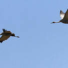 Grue brolga