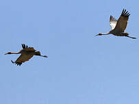 Grue brolga