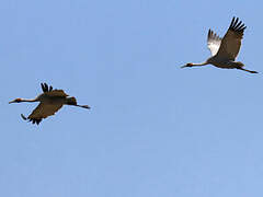 Brolga