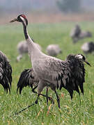 Common Crane