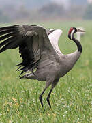 Common Crane