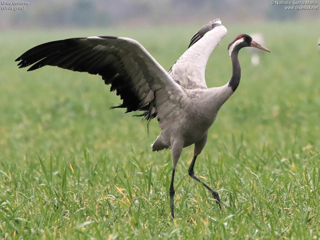 Common Craneadult, identification, walking, Behaviour