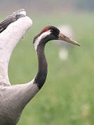 Common Crane