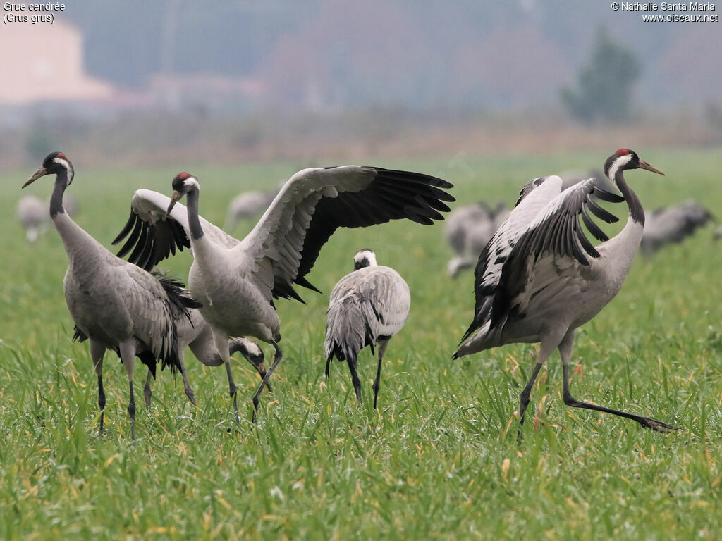 Common Craneadult, identification, walking, courting display, Behaviour