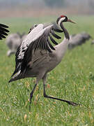 Common Crane