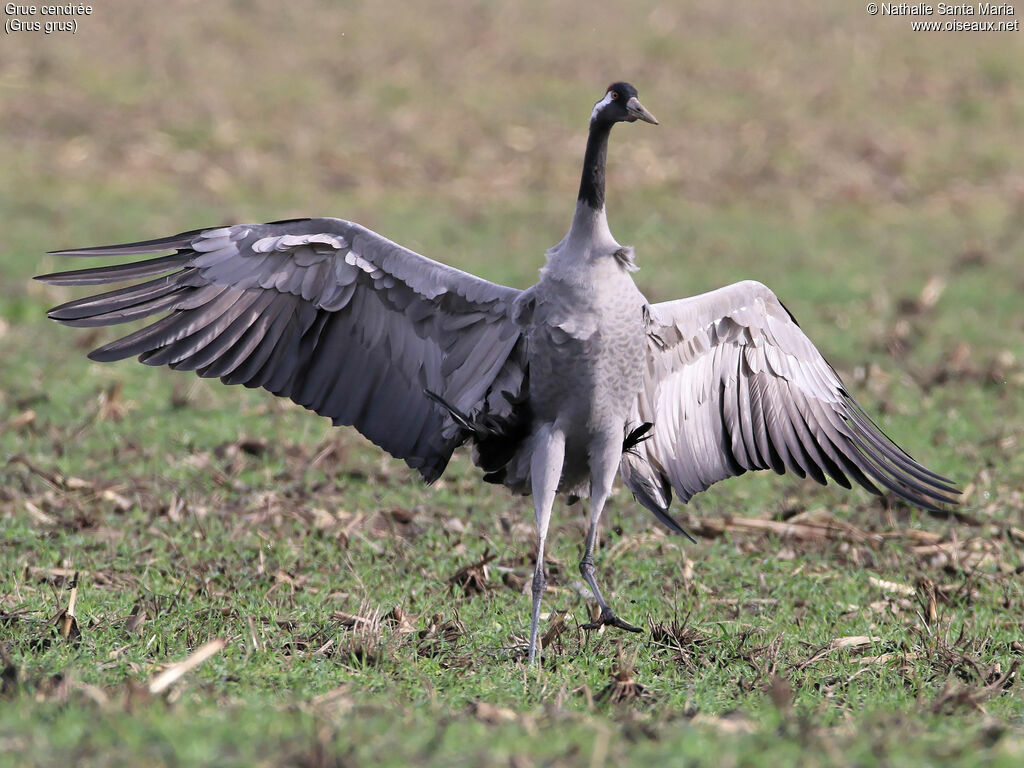 Common Craneadult, identification, walking, Behaviour