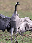 Common Crane