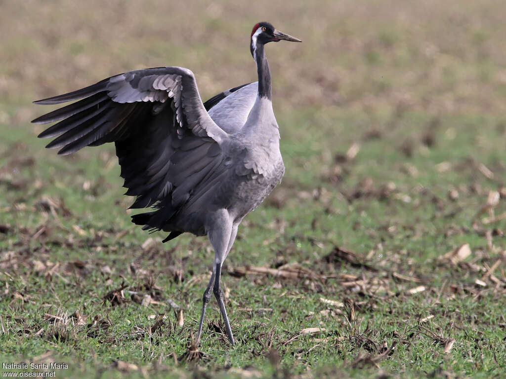 Common Craneadult, courting display, Behaviour