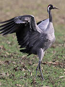 Common Crane