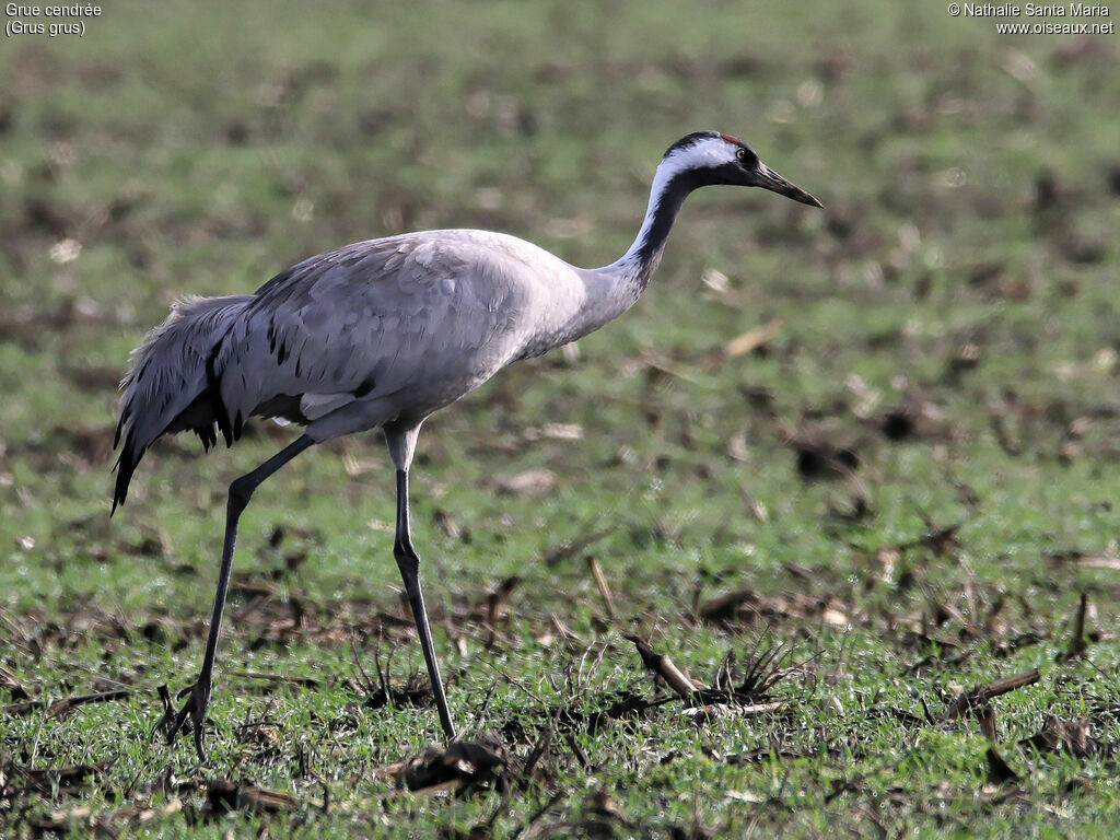 Common Craneadult, identification, walking