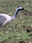 Common Crane