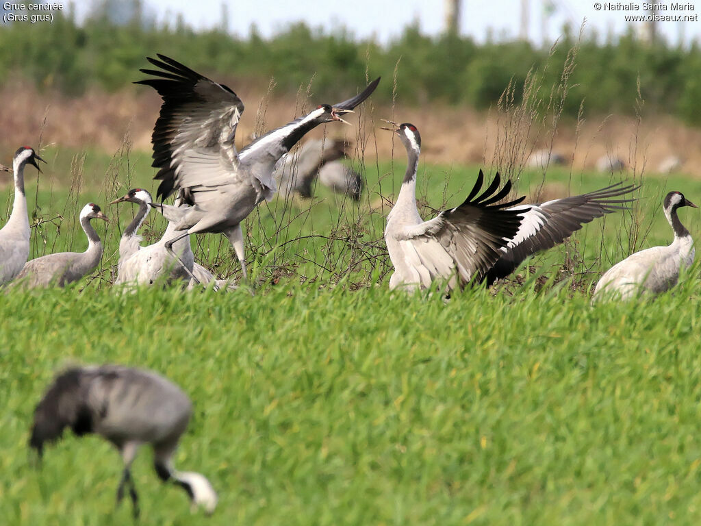 Common Craneadult, walking, courting display