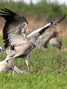 Common Crane