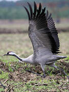 Common Crane