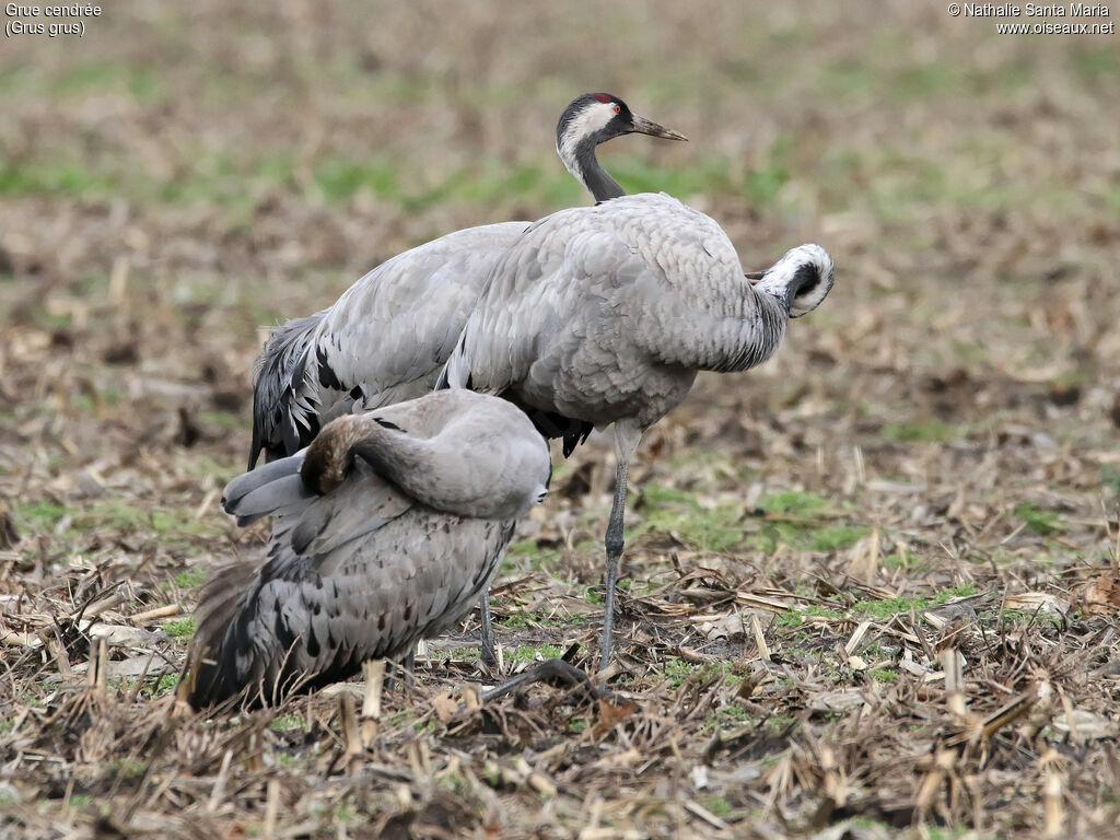 Grue cendrée, habitat, soins, marche