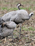 Common Crane