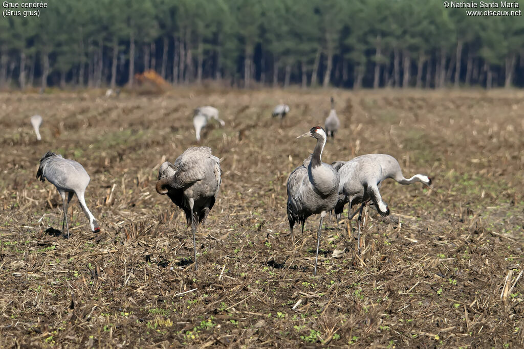 Grue cendrée femelle, habitat