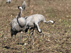 Common Crane