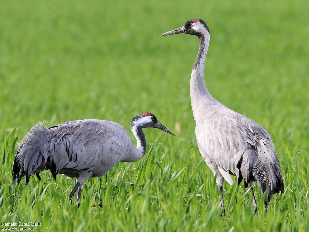 Common Craneadult, walking