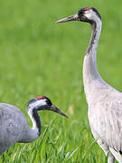 Common Crane