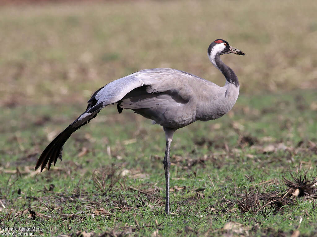 Common Craneadult, Behaviour