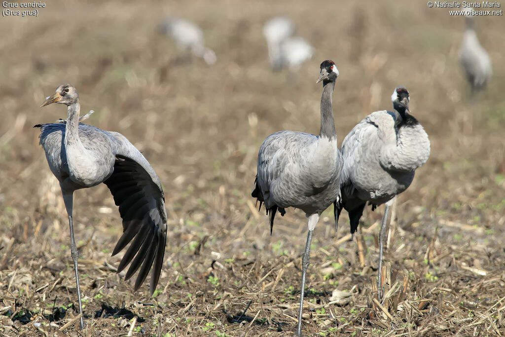 Common Craneimmature, identification