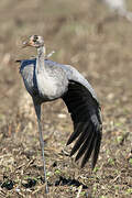 Common Crane