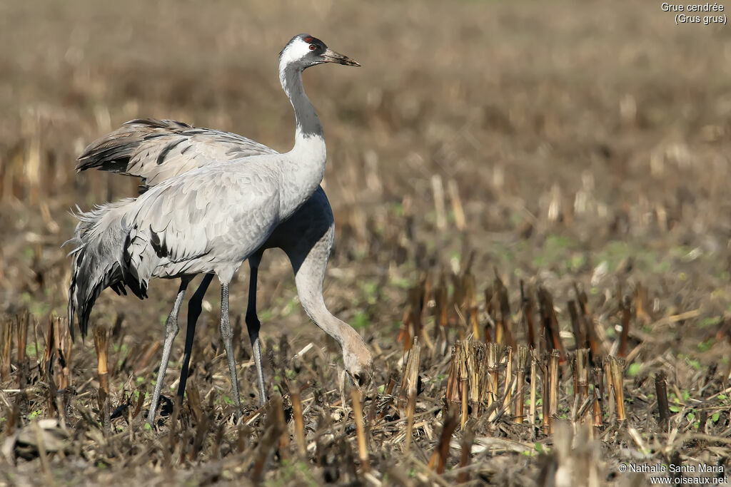 Common Craneadult, identification