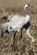 Common Crane