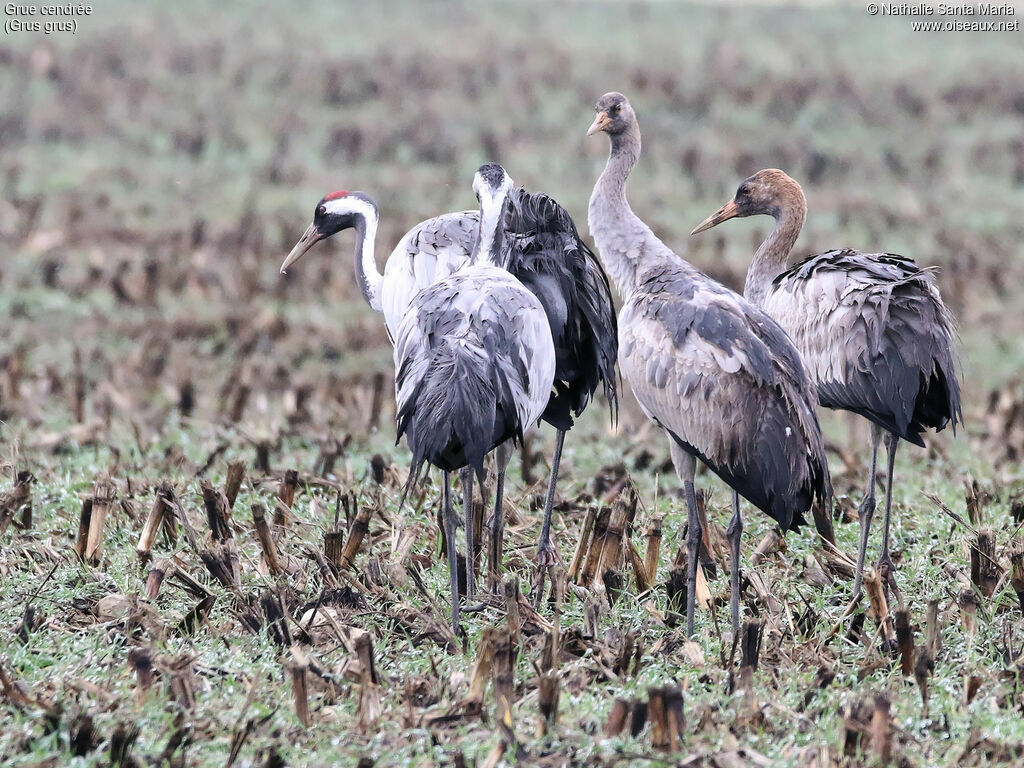 Common Crane, habitat, walking, Behaviour