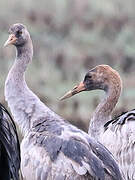 Common Crane