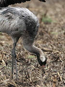 Common Crane