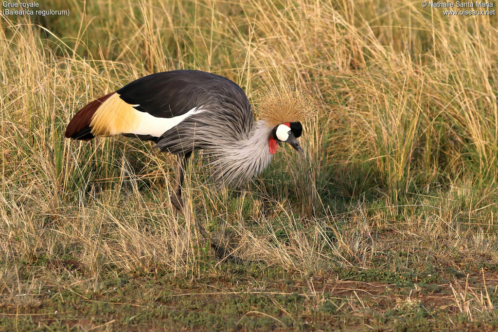 Grey Crowned Craneadult, identification, habitat, walking, Behaviour