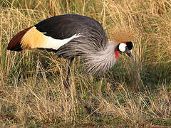 Grey Crowned Crane