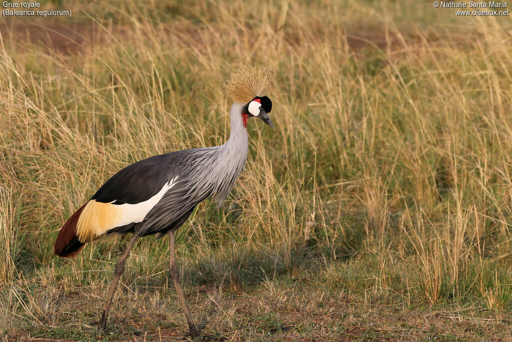 Grey Crowned Craneadult, identification, habitat, walking